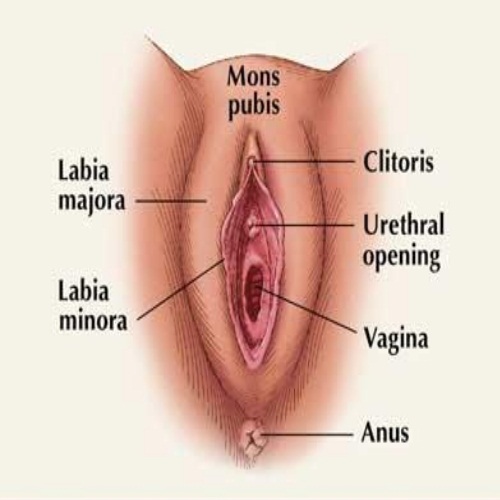 The Vagina Sex 113